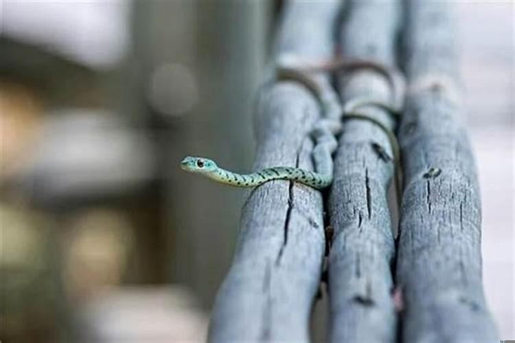 晚上梦见蛇是怎么回事?