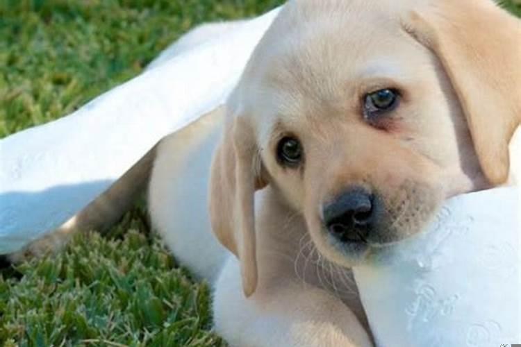 82年狗男什么时候遇真爱