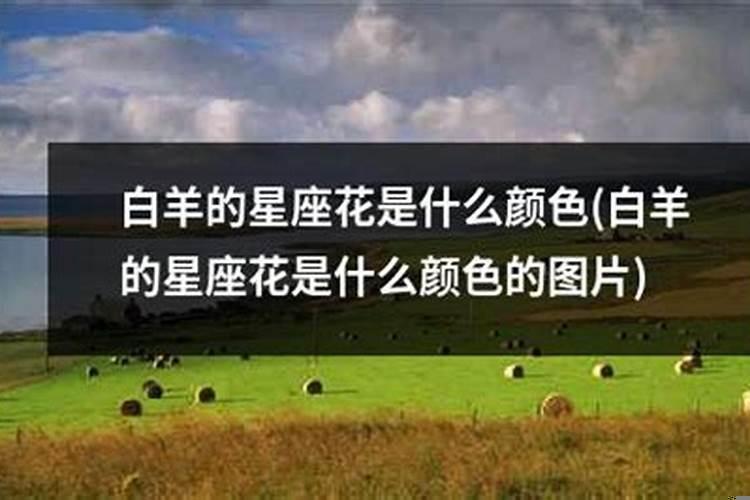 白羊座一般喜欢什么花草