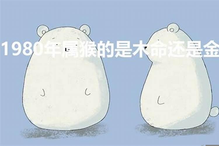 1980年属猴的是什么金命还是木命
