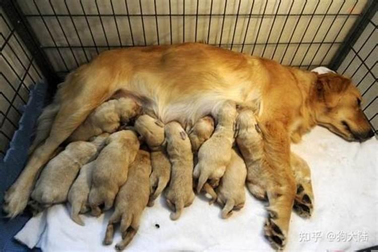 做梦母狗生小狗是什么意思