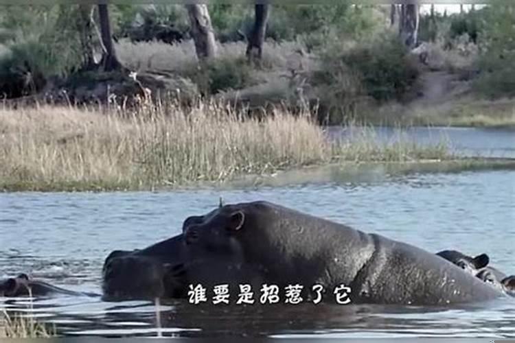 做梦梦见被马咬了