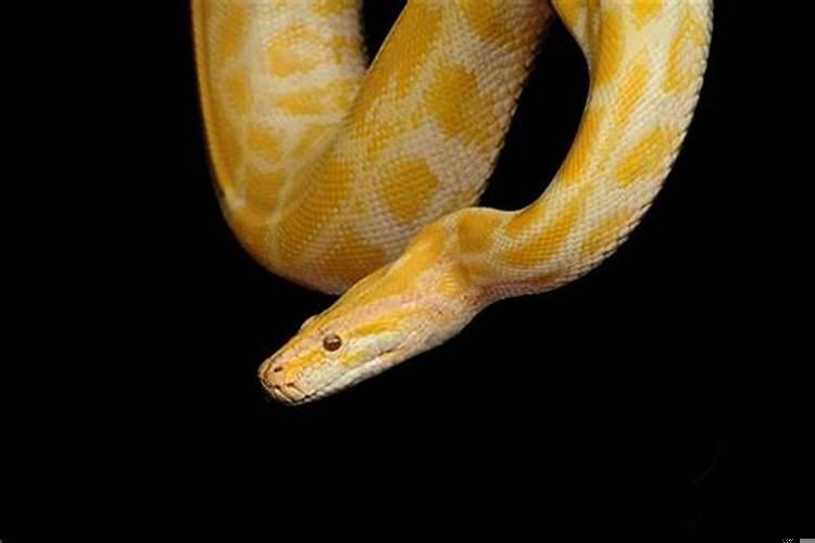 我梦见大蟒蛇是什么意思