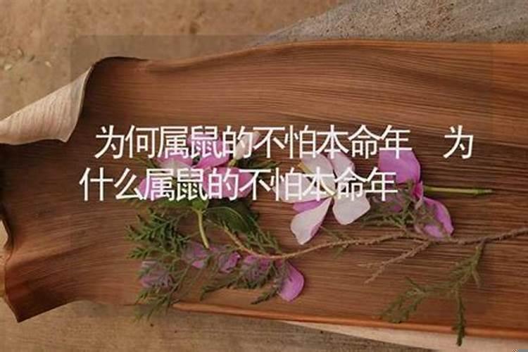 属鼠人本命年应该注意什么