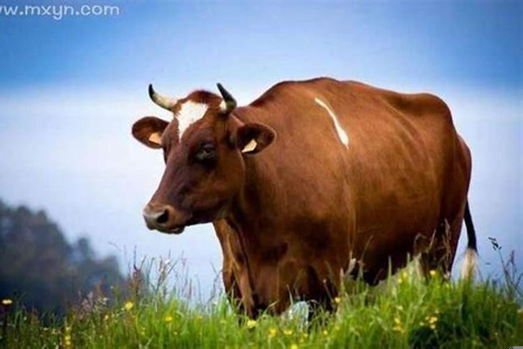 梦见宰牛是啥意思