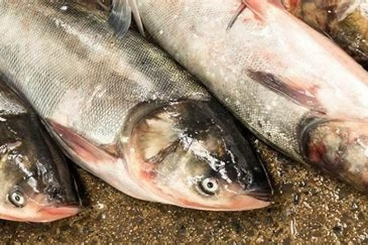 未婚单身女性梦见怀孕