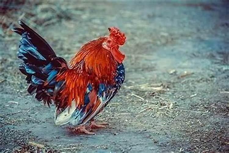 属鸡的人2025年佩戴什么