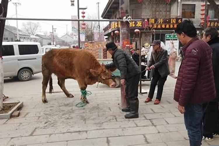 梦见宰牛是啥意思