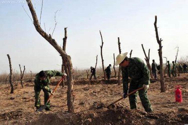 女人梦见栽树是什么意思有什么预兆