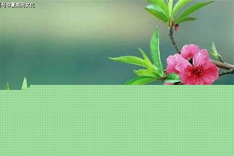 八字桃花的意义是什么