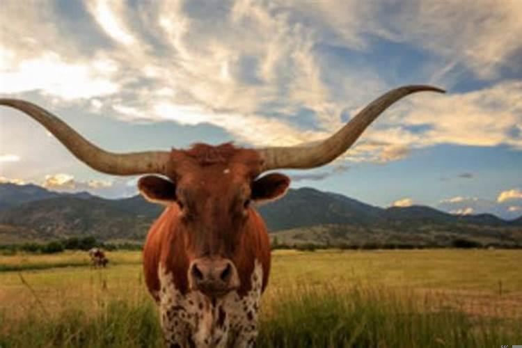 梦见宰牛是啥意思