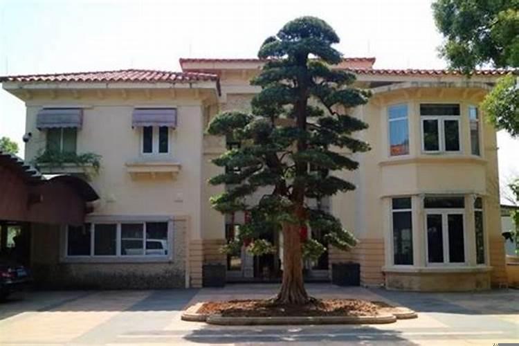 大门朝东两侧需栽什么树