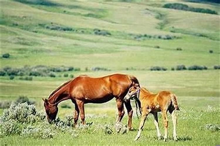 羊爸马妈生什么属相好