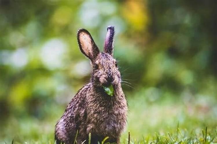 属兔水瓶座性格特点