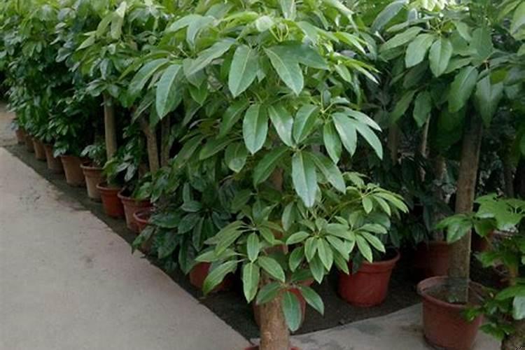 鹅掌柴和发财树哪个好养