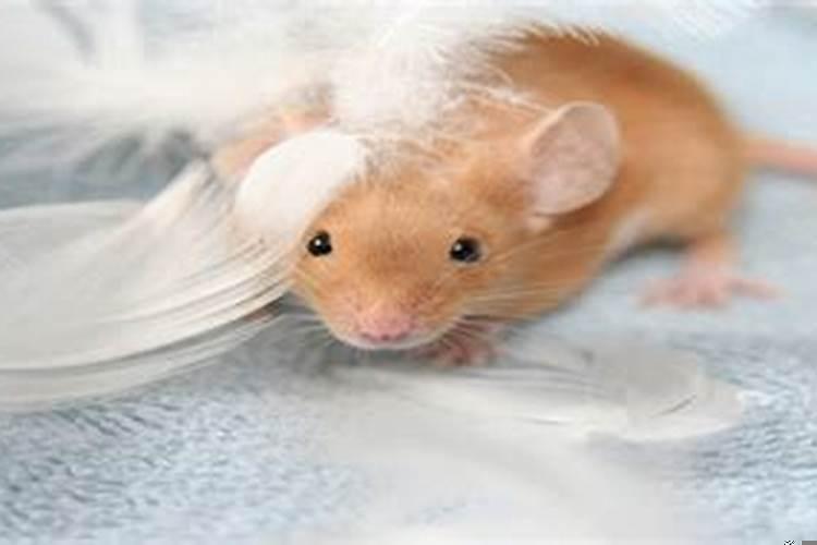 梦见很多老鼠往身上爬是怎么回事