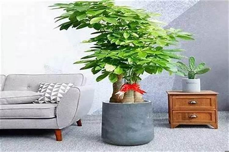 十二生肖助运植物