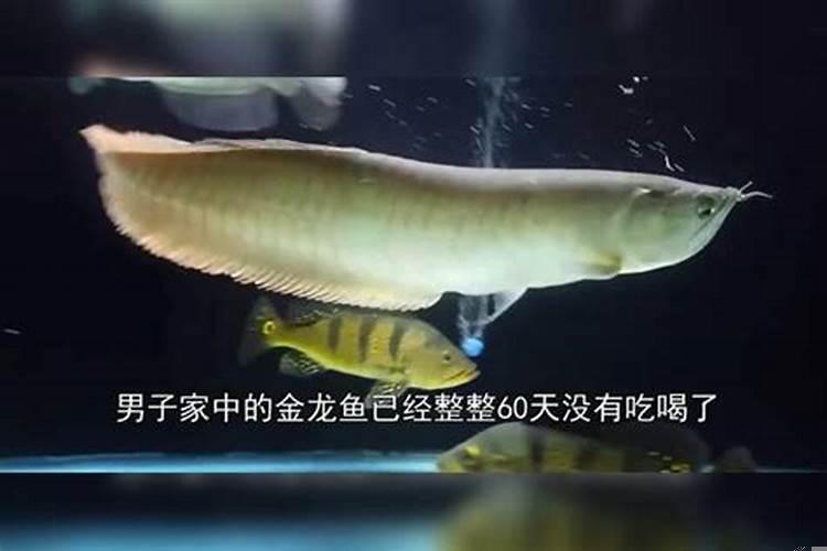 红龙鱼最近不爱吃食