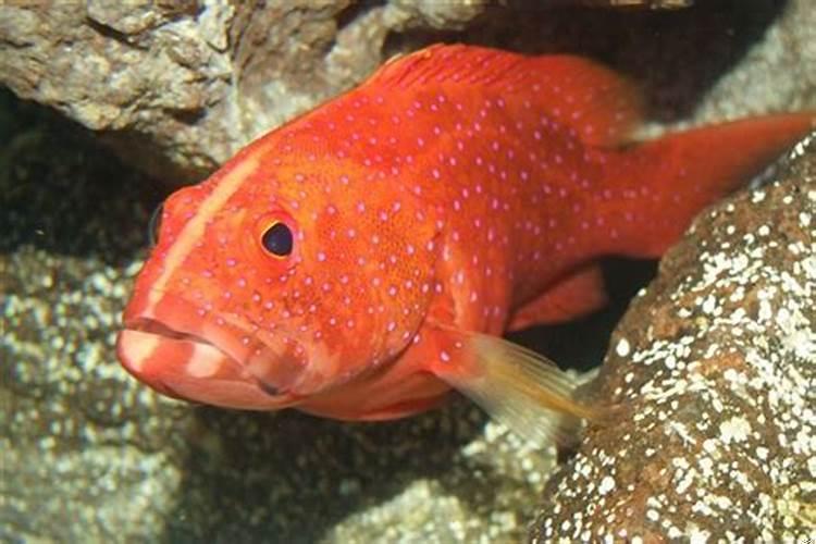 梦到抓红鱼是什么意思