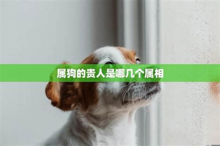 生肖马的贵人是什么生肖