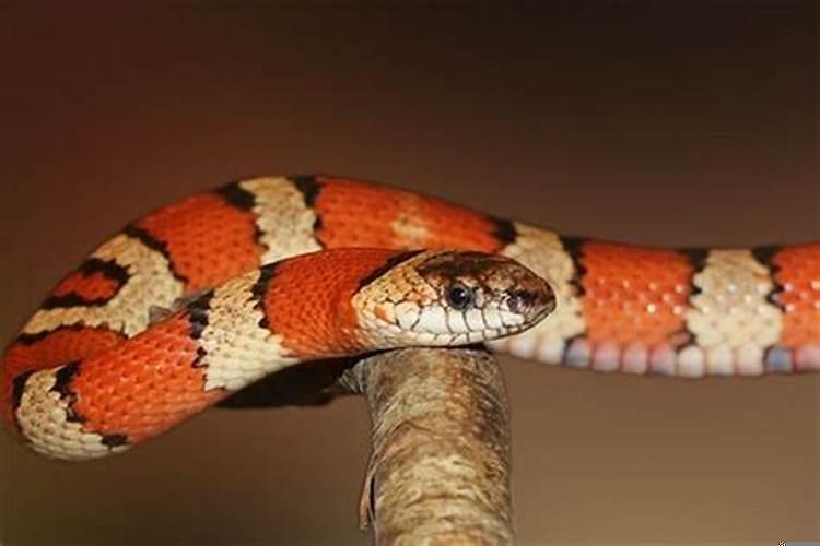 胎梦梦见红色的蛇是什么意思