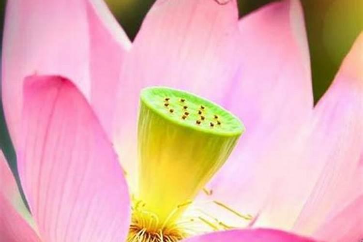 哪个星座能看透巨蟹