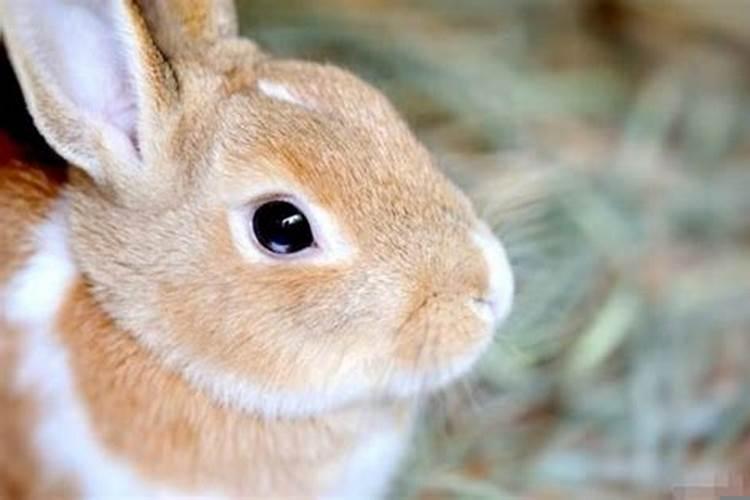 属兔84年出生是什么命