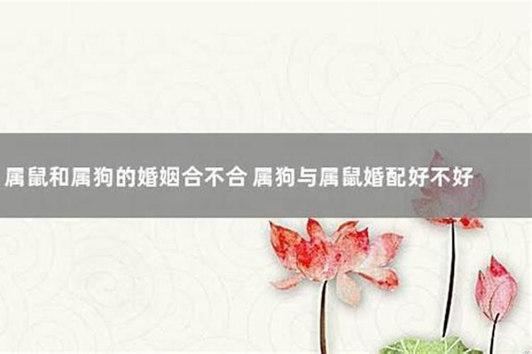 属鼠男与属狗女婚配好不好
