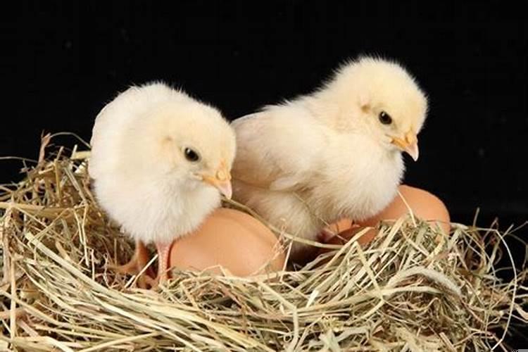 农历几月生的鸡宝宝最好