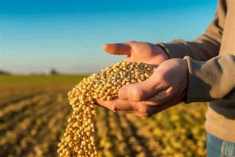 梦见在地里种黄豆是什么意思