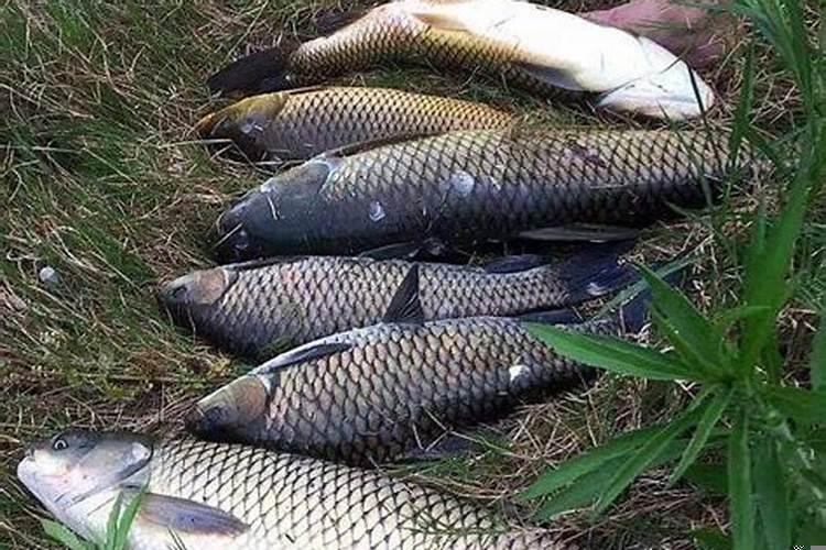 梦到钓到一条大草鱼