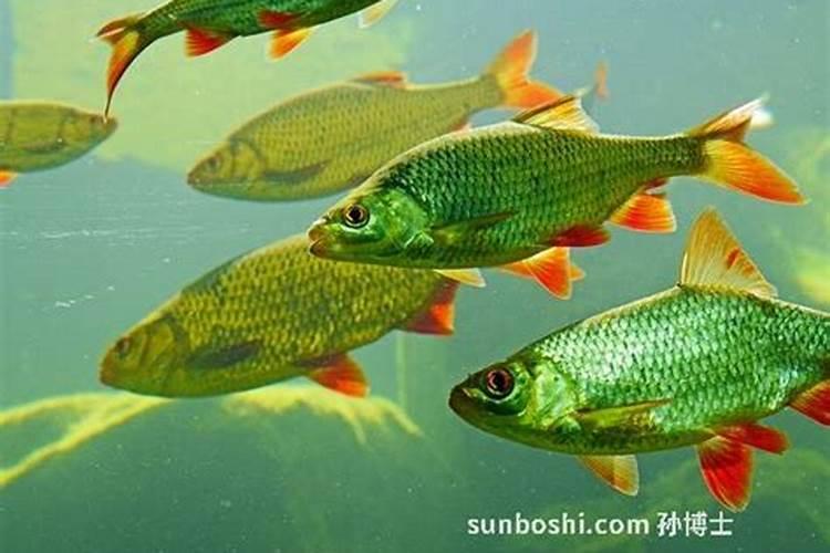 梦见捉红鲤鱼周公解梦