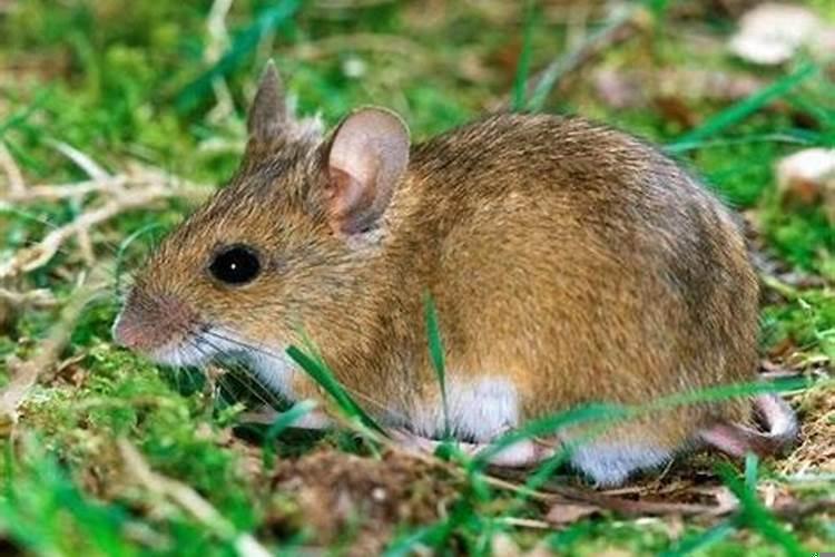 属鼠男的感情性格特点