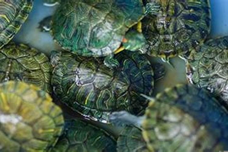 乌龟可以放在财神位下养吗