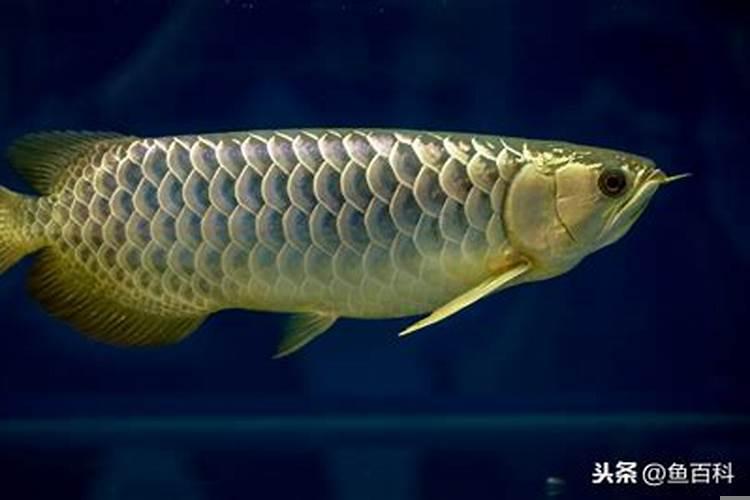 红龙鱼最近不爱吃食