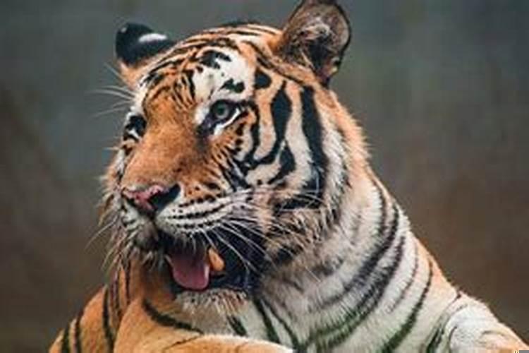 属虎的a型血男性格