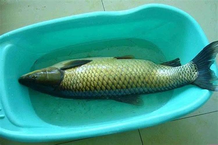 梦到钓到一条大草鱼