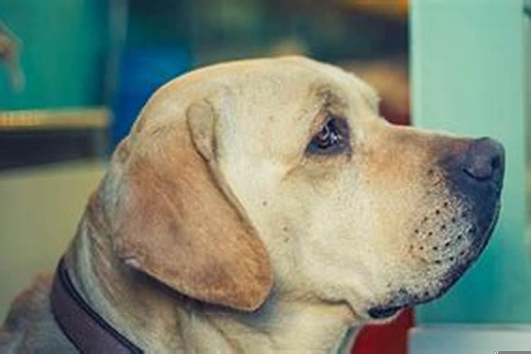 梦见女同学是什么征兆周公解梦