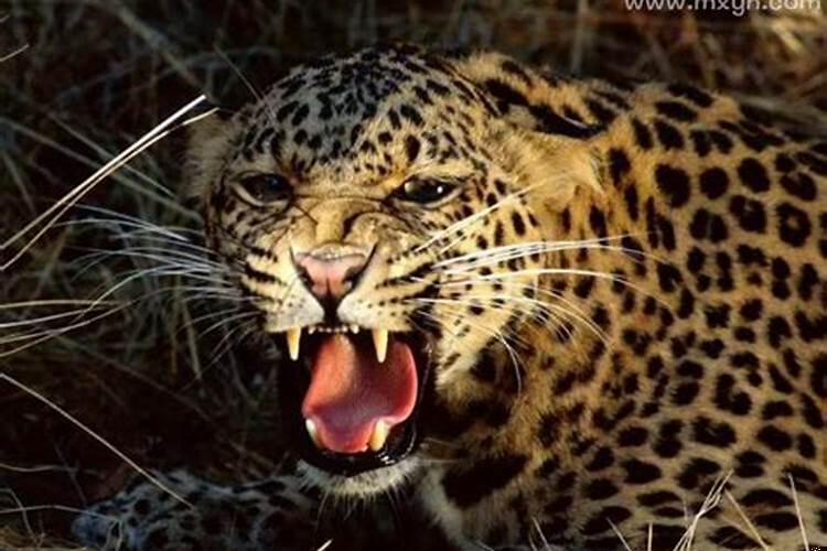 梦见和别的男人暧昧寓意着什么