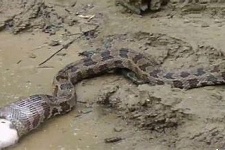 梦见大蟒蛇吃了一个小孩