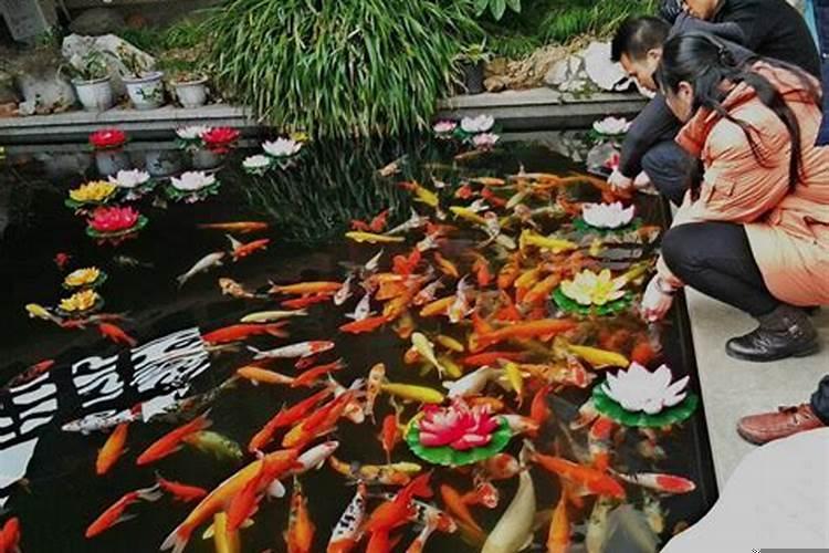 梦见捉红鲤鱼周公解梦