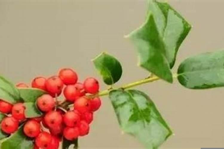 冬青树在家养风水好不好