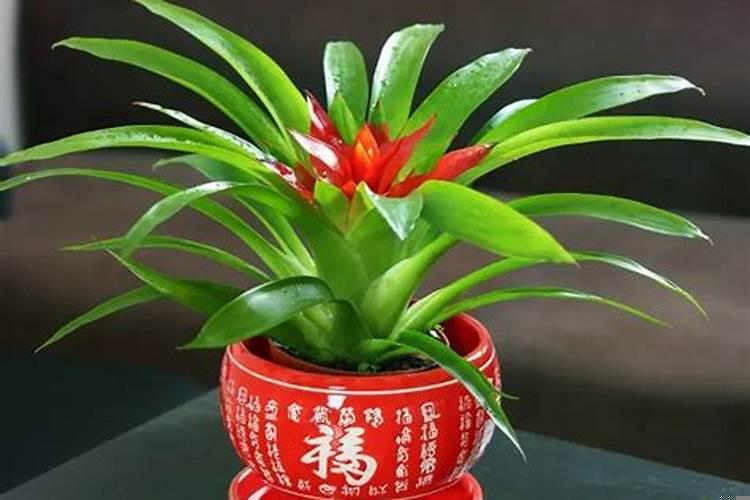 十二生肖助运植物