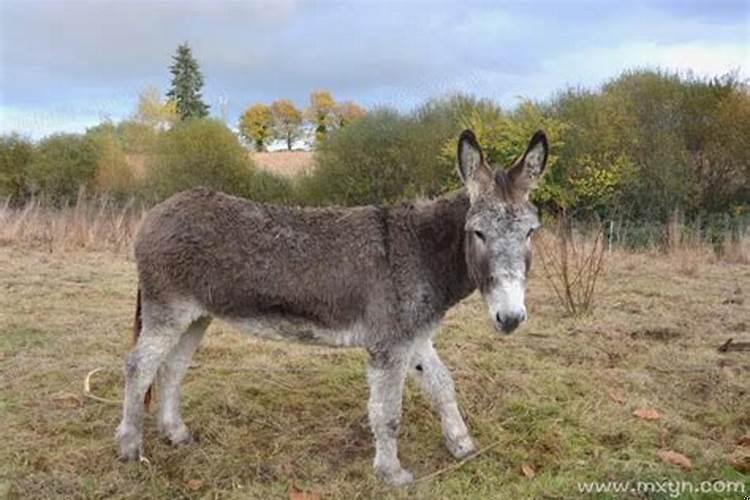 梦见找毛驴是什么意思