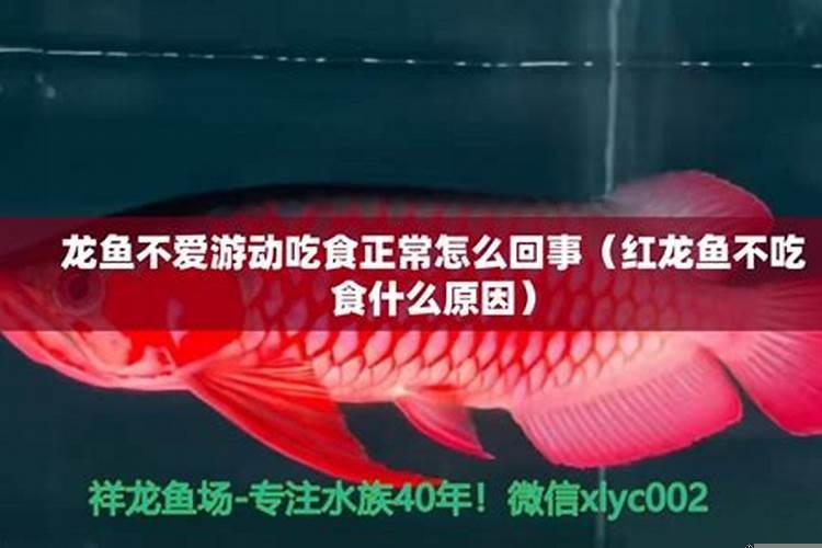 红龙鱼最近不爱吃食