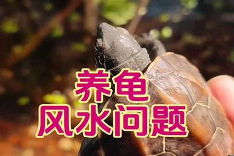 乌龟可以放在财神位下养吗