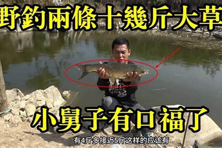 梦到钓到一条大草鱼