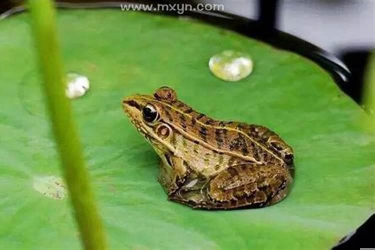 梦见别人从后面踹我一脚