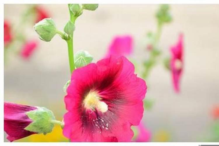 智商和情商都很高的星座