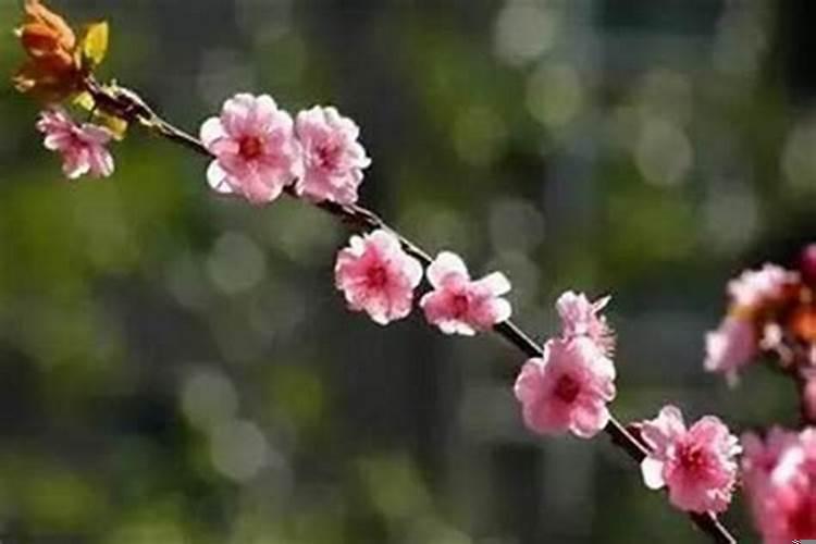 运势不好如何化解桃花